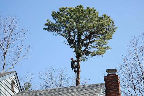  Grinnell, IA Tree Services Pros